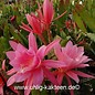 Epiphyllum-Hybr. Jerommeke