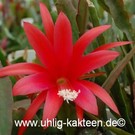 Epiphyllum-Hybr. Maiendank  PE 105