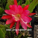 Epiphyllum-Hybr. Maientraum  PE 121