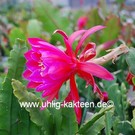 Epiphyllum-Hybr. Mexico City