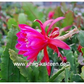 Epiphyllum-Hybr. Mexico City