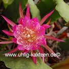 Epiphyllum-Hybr. Osterholz  PE 112