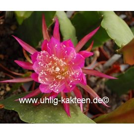 Epiphyllum-Hybr. Osterholz  PE 112