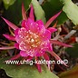 Epiphyllum-Hybr. Osterholz  PE 112