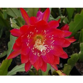 Epiphyllum-Hybr. Party Piece