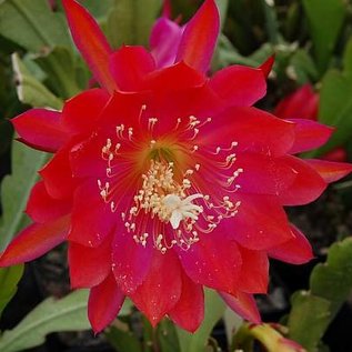 Epiphyllum-Hybr. Party Piece