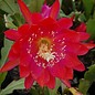 Epiphyllum-Hybr. Party Piece