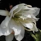 Epiphyllum-Hybr. Schlesien