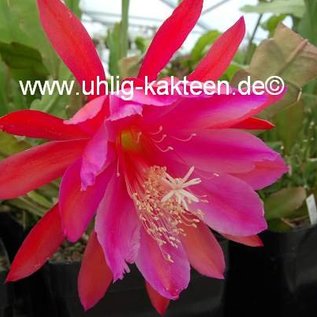 Epiphyllum-Hybr. Vogelii