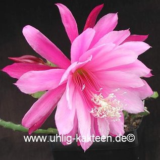 Epiphyllum-Hybr. Wild Plum