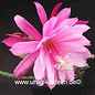 Epiphyllum-Hybr. Wild Plum