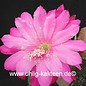 Epiphyllum-Hybr. Wild Plum