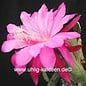 Epiphyllum-Hybr. Wild Plum