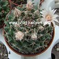 Mammillaria formosa   Dr. Arroyo, N.L., Mx