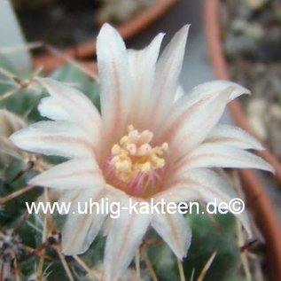 Mammillaria formosa   Dr. Arroyo, N.L., Mx