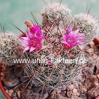 Mammillaria gracilis-Hybr. Antje