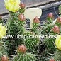 Opuntia polyacantha   Cheyenne, Wyoming, USA, 1835 m    (dw)