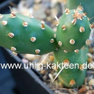 Opuntia rutila robust BM 96A     (dw)