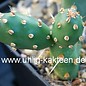 Opuntia rutila robust BM 96A     (dw)