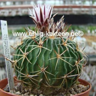 Stenocactus crispatus f. guerraianus