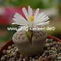 Lithops schwantesii v. urikosensis kunjasensis