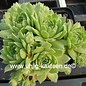 Sempervivum atlanticum       (dw)