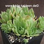 Sempervivum Bernstein       (dw)