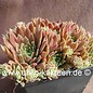 Sempervivum Spherette       (dw)