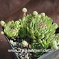 Sempervivum Tamberlane       (dw)