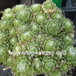Sempervivum arachnoideum-Hybr. Christel      (dw)