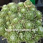 Sempervivum arachnoideum-Hybr. Christel      (dw)