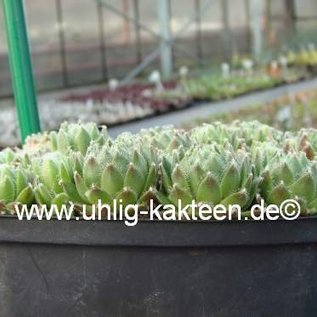 Sempervivum arachnoideum-Hybr. Christel      (dw)