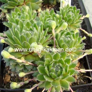 Sempervivum arachnoideum-Hybr. Nobbe      (dw)