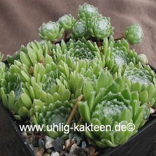 Sempervivum arachnoideum-Hybr. Rosenstolz      (dw)