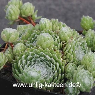 Sempervivum arachnoideum-Hybr. Rosenstolz      (dw)