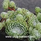 Sempervivum arachnoideum-Hybr. Rosenstolz      (dw)