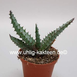 Aloe excelsa