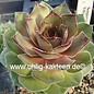 Sempervivum Olivette       (dw)