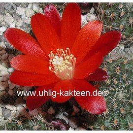 Rebutia sanguinea  FR 760 East and South of Angosto, Tarija, Tarija, Bolivien