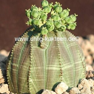 Euphorbia obesa   South Africa