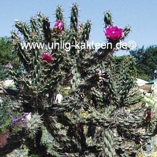 Cylindropuntia imbricata cv. Stürzer      (dw)