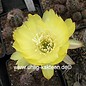 Echinopsis aurea v. shaferi STO 132/1