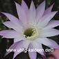 Echinopsis-Hybr. Findelkind