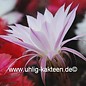 Echinopsis-Hybr. Findelkind