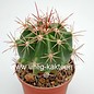 Ferocactus pilifer x fordii