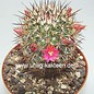 Mammillaria duoformis   Puebla