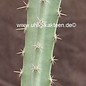 Peniocereus cuixmalensis  L 767 Cuixmala, Jal., auf Vulkanfelsen