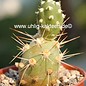 Tephrocactus dimorphus v. pseudorauppianus