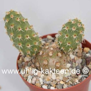 Tephrocactus kuehnrichianus v. applanatus Typ I