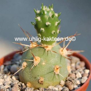 Tephrocactus kuehnrichianus v. applanatus Typ II